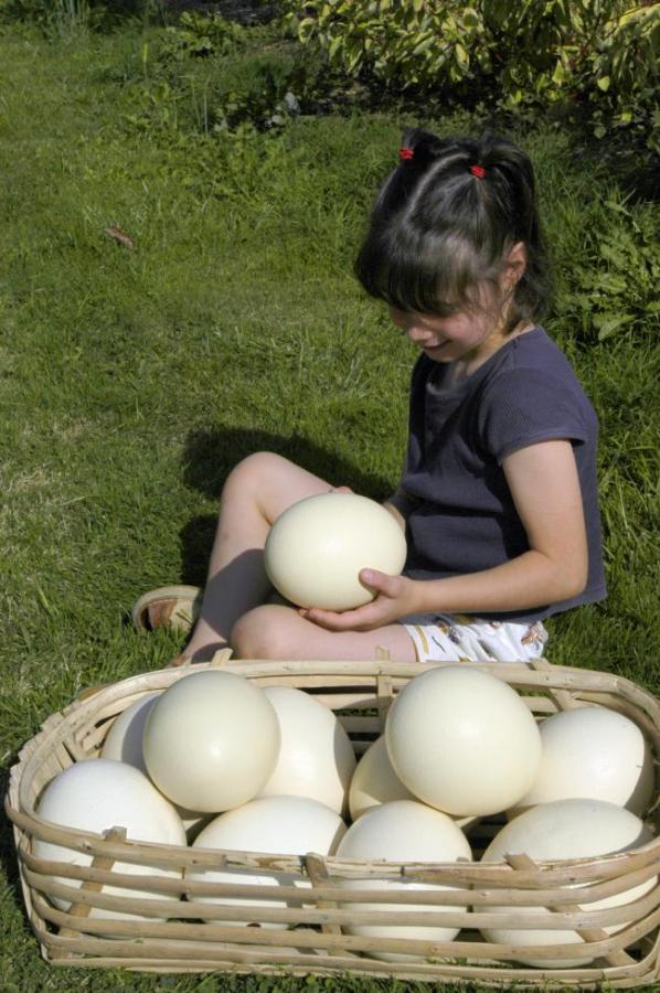 Œufs d'autruche Sèvre Autruche Parc d'élevage et vente de produits Œufs d'autruche Sèvre Autruche Parc d'élevage et vente de produits